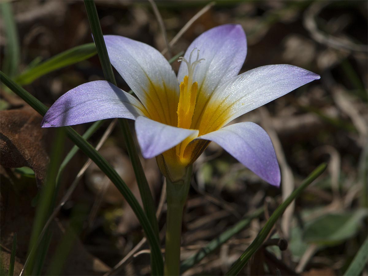 Romulea bulbocodium